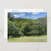 Bloomings uit Californië: Buckeyes Briefkaart (Voorkant / Achterkant)