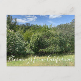 Bloomings uit Californië: Buckeyes Briefkaart