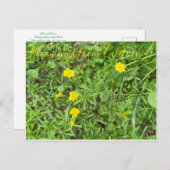 Bloomings uit Californië: Buttercup Briefkaart (Voorkant / Achterkant)