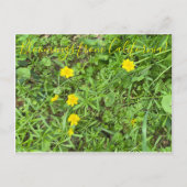 Bloomings uit Californië: Buttercup Briefkaart (Voorkant)