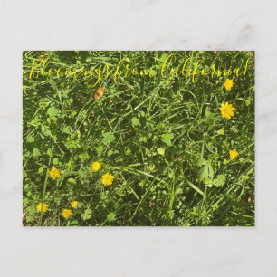 Bloomings uit Californië: Buttercup Briefkaart