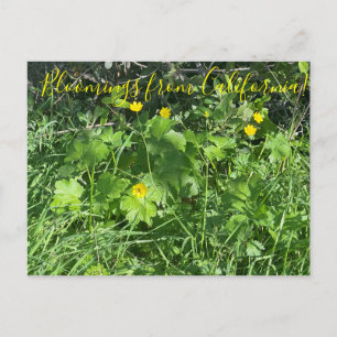 Bloomings uit Californië: Buttercups Briefkaart