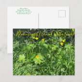 Bloomings uit Californië: Buttercups Briefkaart (Voorkant / Achterkant)
