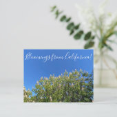 Bloomings uit Californië: California Buckeye Post Briefkaart (Staand voorkant)