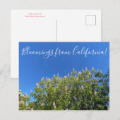 Bloomings uit Californië: California Buckeye Post Briefkaart (Voorkant / Achterkant)