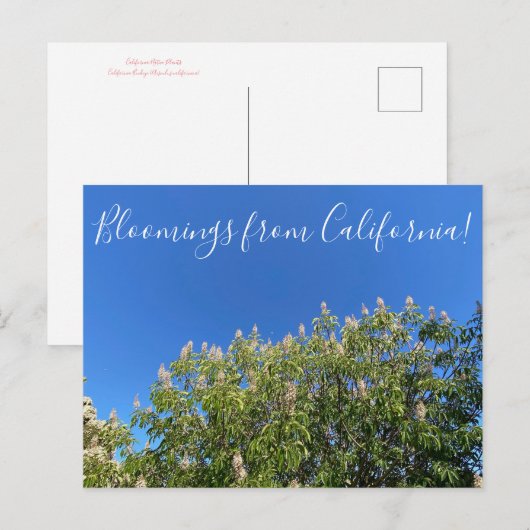Bloomings uit Californië: California Buckeye Post Briefkaart (Voorkant / Achterkant)