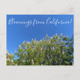Bloomings uit Californië: California Buckeye Post Briefkaart