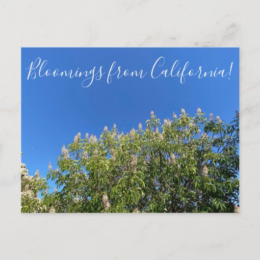 Bloomings uit Californië: California Buckeye Post Briefkaart (Voorkant)