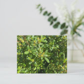 Bloomings uit Californië: California Coffeeberry Briefkaart (Staand voorkant)