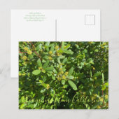 Bloomings uit Californië: California Coffeeberry Briefkaart (Voorkant / Achterkant)