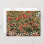 Bloomings uit Californië: California Fuchsia Briefkaart (Voorkant / Achterkant)
