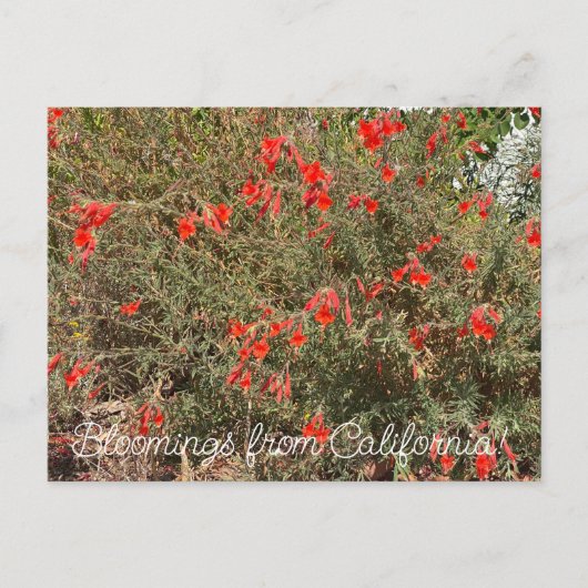 Bloomings uit Californië: California Fuchsia Briefkaart (Voorkant)