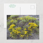 Bloomings uit Californië: California Gold Briefkaart (Voorkant / Achterkant)