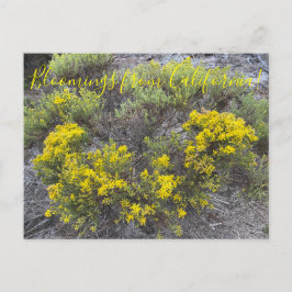 Bloomings uit Californië: California Gold Briefkaart