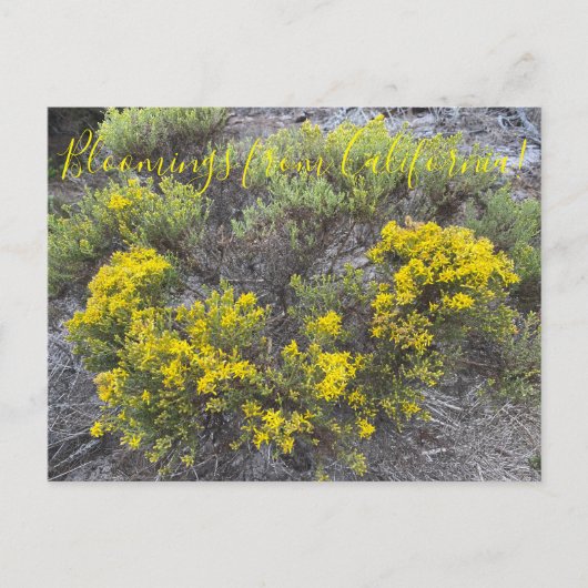 Bloomings uit Californië: California Gold Briefkaart (Voorkant)