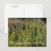 Bloomings uit Californië: California Goldenrod Briefkaart (Voorkant / Achterkant)