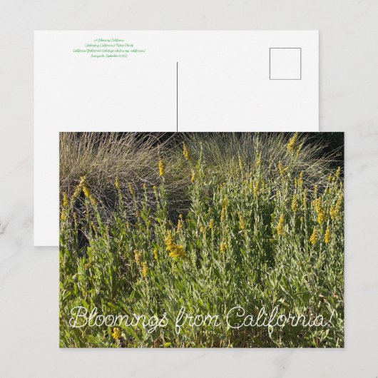 Bloomings uit Californië: California Goldenrod Briefkaart (Voorkant / Achterkant)