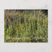 Bloomings uit Californië: California Goldenrod Briefkaart (Voorkant)