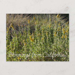 Bloomings uit Californië: California Goldenrod Briefkaart
