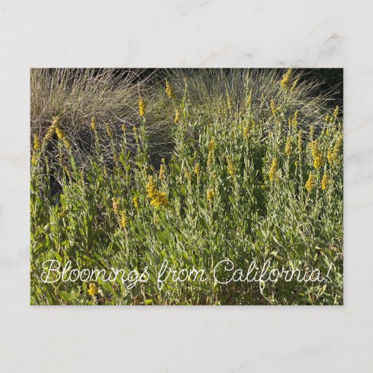 Bloomings uit Californië: California Goldenrod Briefkaart (Voorkant)