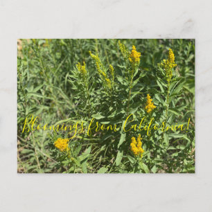 Bloomings uit Californië: California Goldenrod Briefkaart