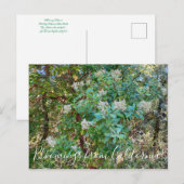Bloomings uit Californië: California Holly Postca Briefkaart (Voorkant / Achterkant)