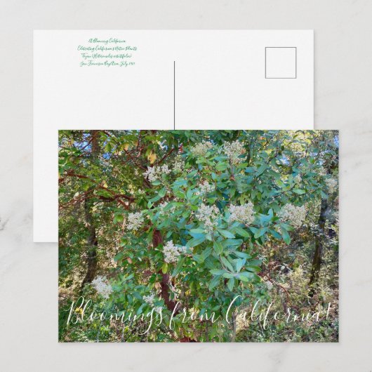 Bloomings uit Californië: California Holly Postca Briefkaart (Voorkant / Achterkant)