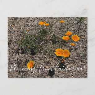 Bloomings uit Californië: California Poppy Briefkaart