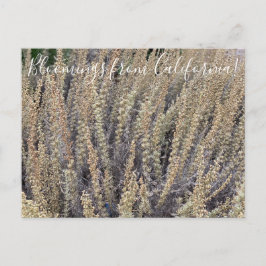 Bloomings uit Californië: California Sagebrush Briefkaart