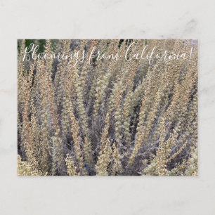 Bloomings uit Californië: California Sagebrush Briefkaart