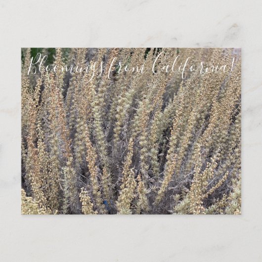 Bloomings uit Californië: California Sagebrush Briefkaart (Voorkant)