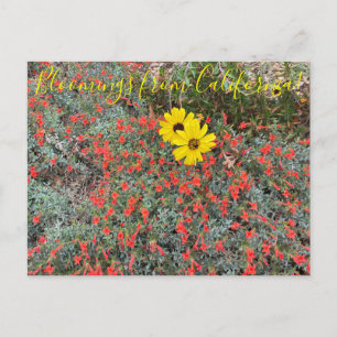 Bloomings uit Californië: Californië Brittlebush Briefkaart