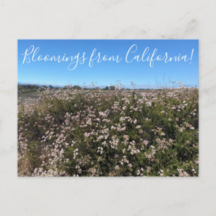 Bloomings uit Californië: Californië Buckwheat Briefkaart