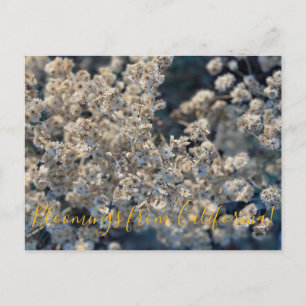 Bloomings uit Californië: Californische Everduurza Briefkaart