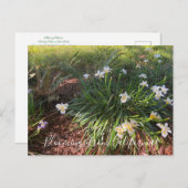 Bloomings uit Californië: Canyon Snow Iris Briefkaart (Voorkant / Achterkant)