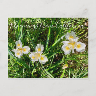 Bloomings uit Californië: Canyon Snow Iris Briefkaart