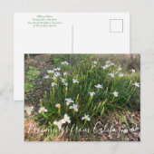 Bloomings uit Californië: Canyon Snow Iris Postca Briefkaart (Voorkant / Achterkant)