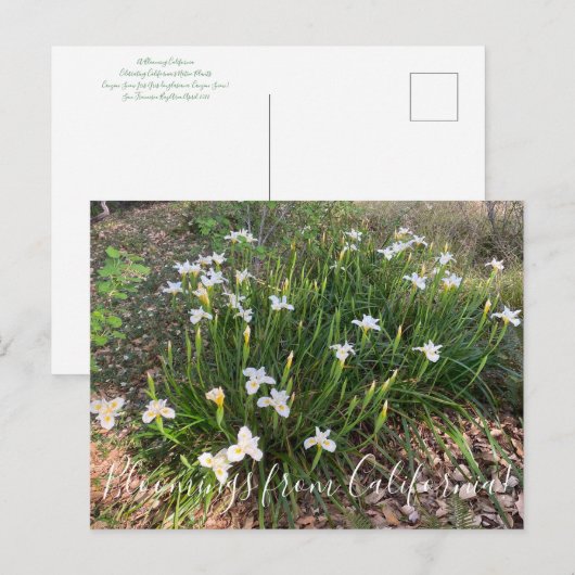 Bloomings uit Californië: Canyon Snow Iris Postca Briefkaart (Voorkant / Achterkant)