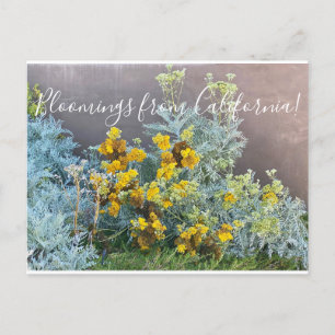 Bloomings uit Californië: Catalina Silverlace Briefkaart