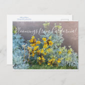 Bloomings uit Californië: Catalina Silverlace Briefkaart (Voorkant / Achterkant)