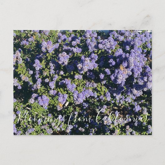 Bloomings uit Californië: Ceanothus Dark Star Pos Briefkaart (Voorkant)