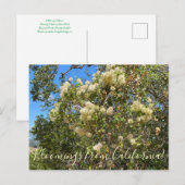 Bloomings uit Californië: Chaparral Clematis Briefkaart (Voorkant / Achterkant)