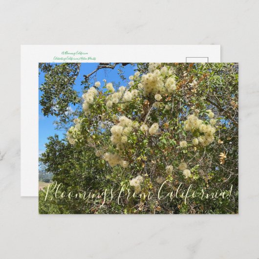 Bloomings uit Californië: Chaparral Clematis Briefkaart (Voorkant / Achterkant)