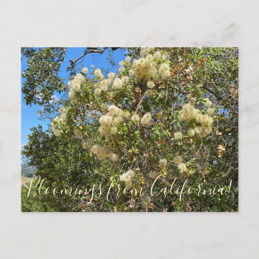 Bloomings uit Californië: Chaparral Clematis Briefkaart (Voorkant)