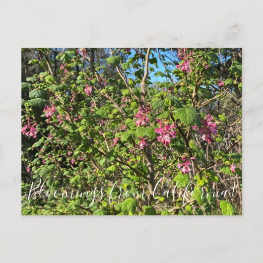 Bloomings uit Californië: Chaparral Currant Briefkaart (Voorkant)
