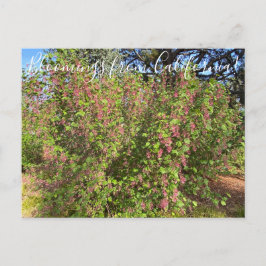 Bloomings uit Californië: Chaparral Currant Briefkaart