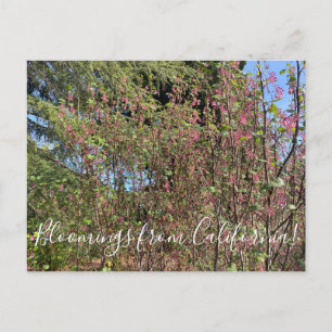 Bloomings uit Californië: Chaparral Currant Briefkaart