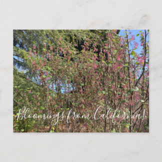 Bloomings uit Californië: Chaparral Currant Briefkaart
