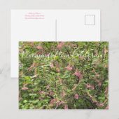 Bloomings uit Californië: Chaparral Currant Postc Briefkaart (Voorkant / Achterkant)
