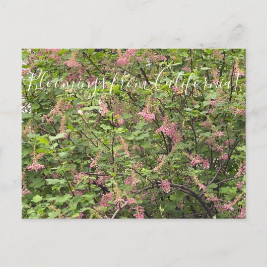 Bloomings uit Californië: Chaparral Currant Postc Briefkaart (Voorkant)